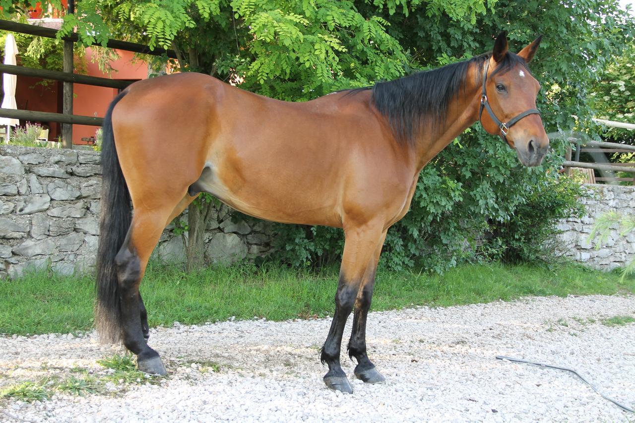Malchina Allegra Fattoria מראה חיצוני תמונה